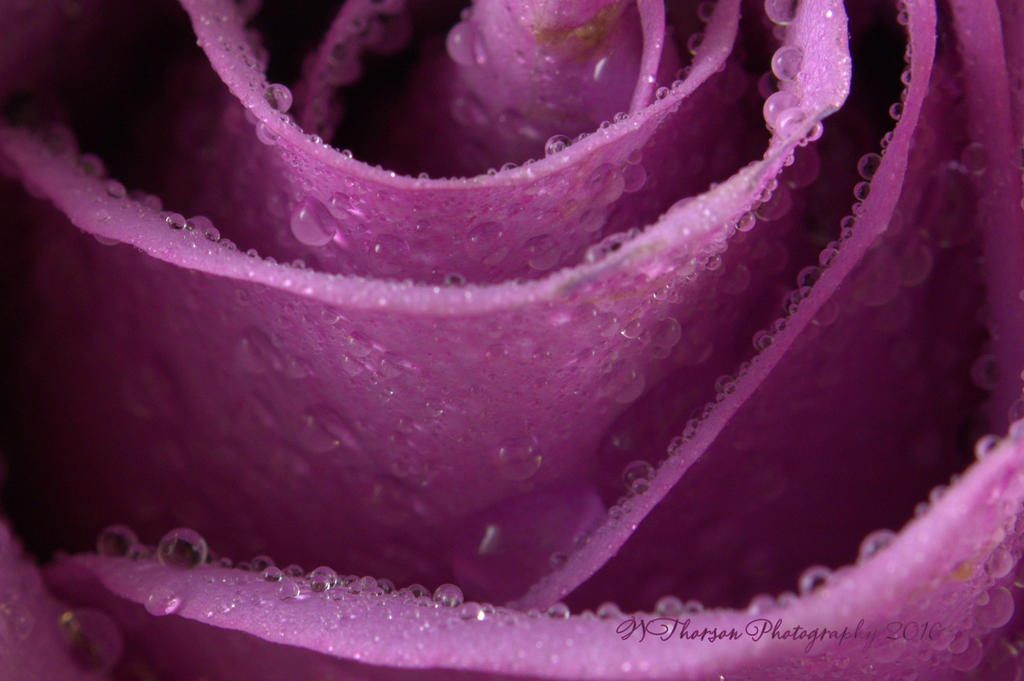 Purple Rose Close Up  #3  8-16-2016.jpg