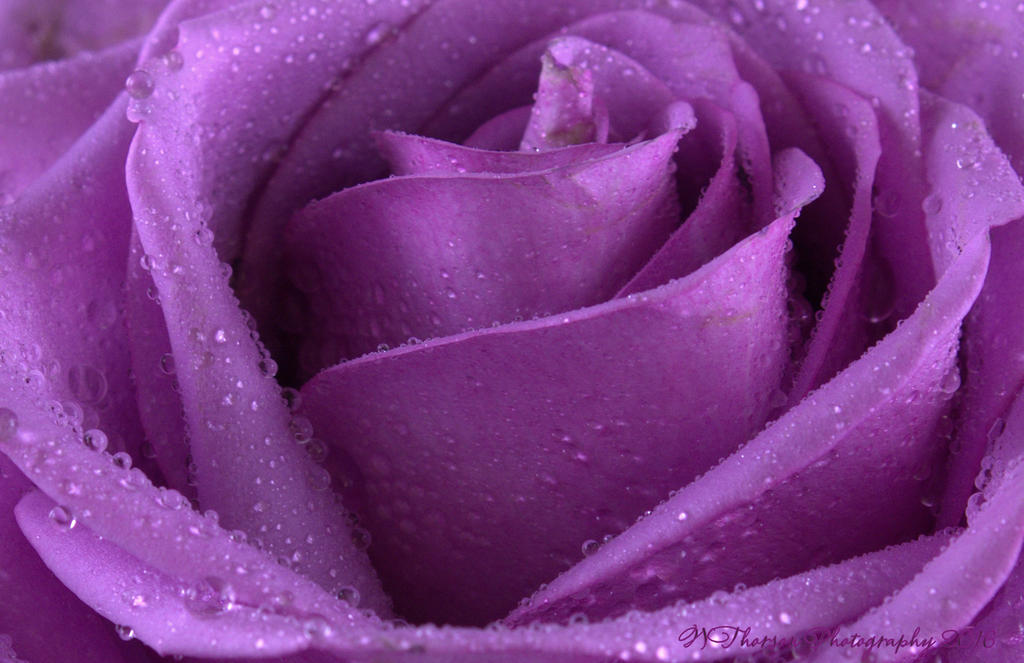 Purple Rose Close Up  8-16-2016.jpg