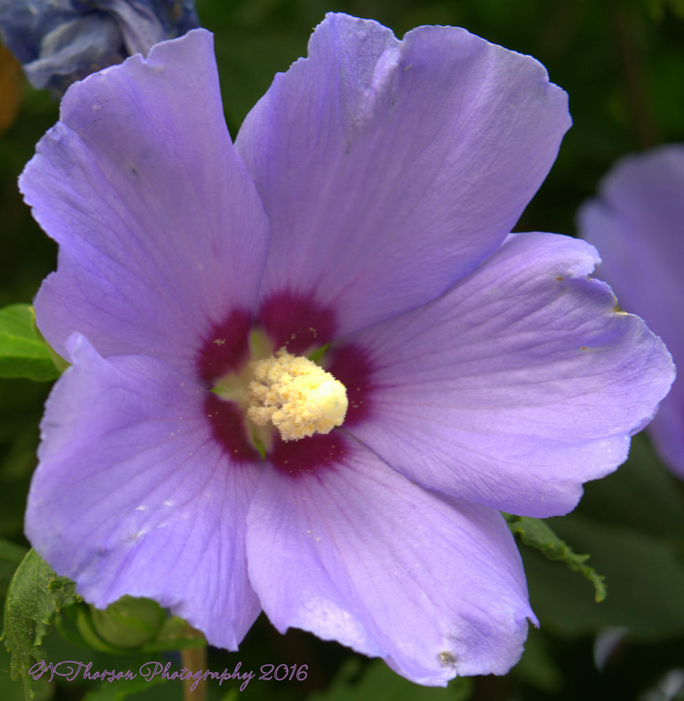 Purple Rose of Sharon #1 8-4-2016.jpg