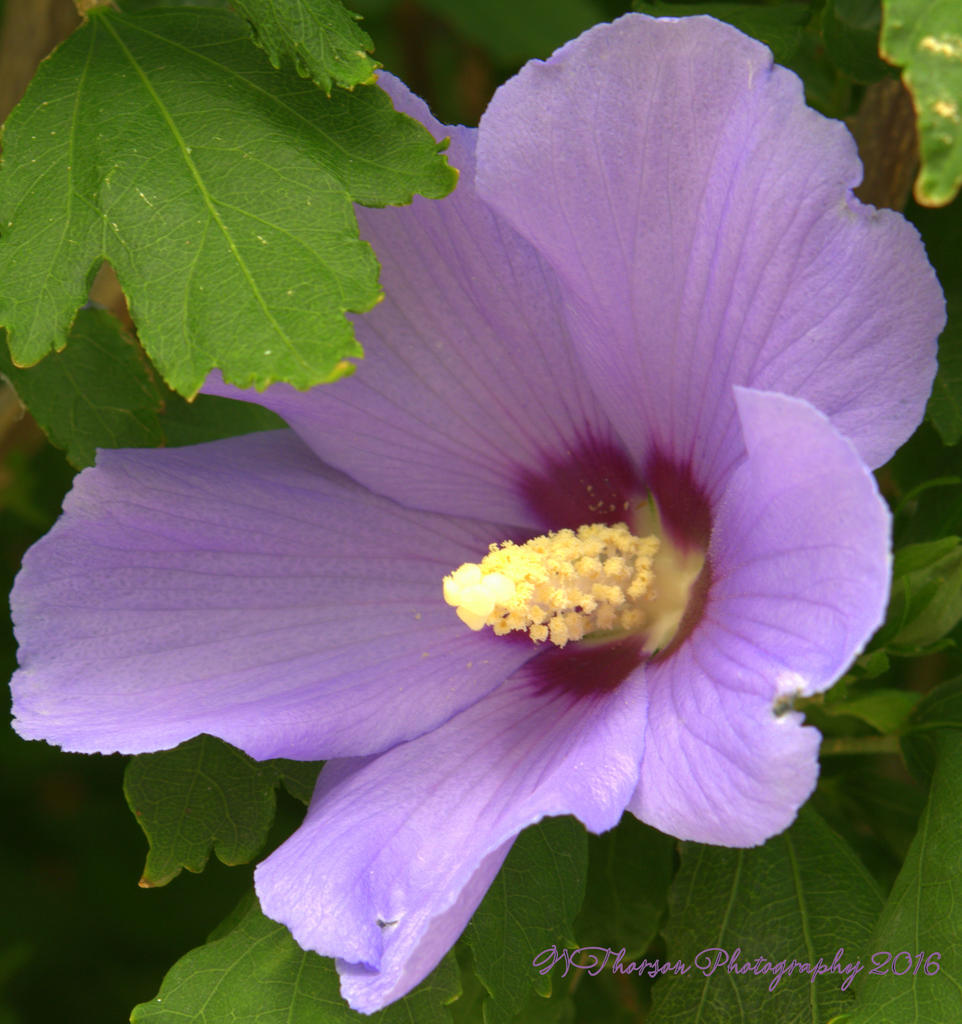 Purple Rose of Sharon #2 8-4-2016.jpg