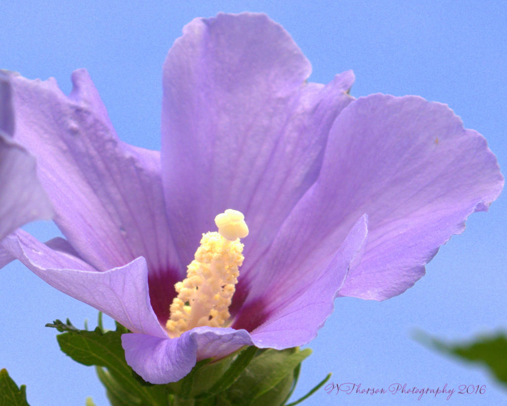 Purple Rose of Sharon #3 8-4-2016.jpg