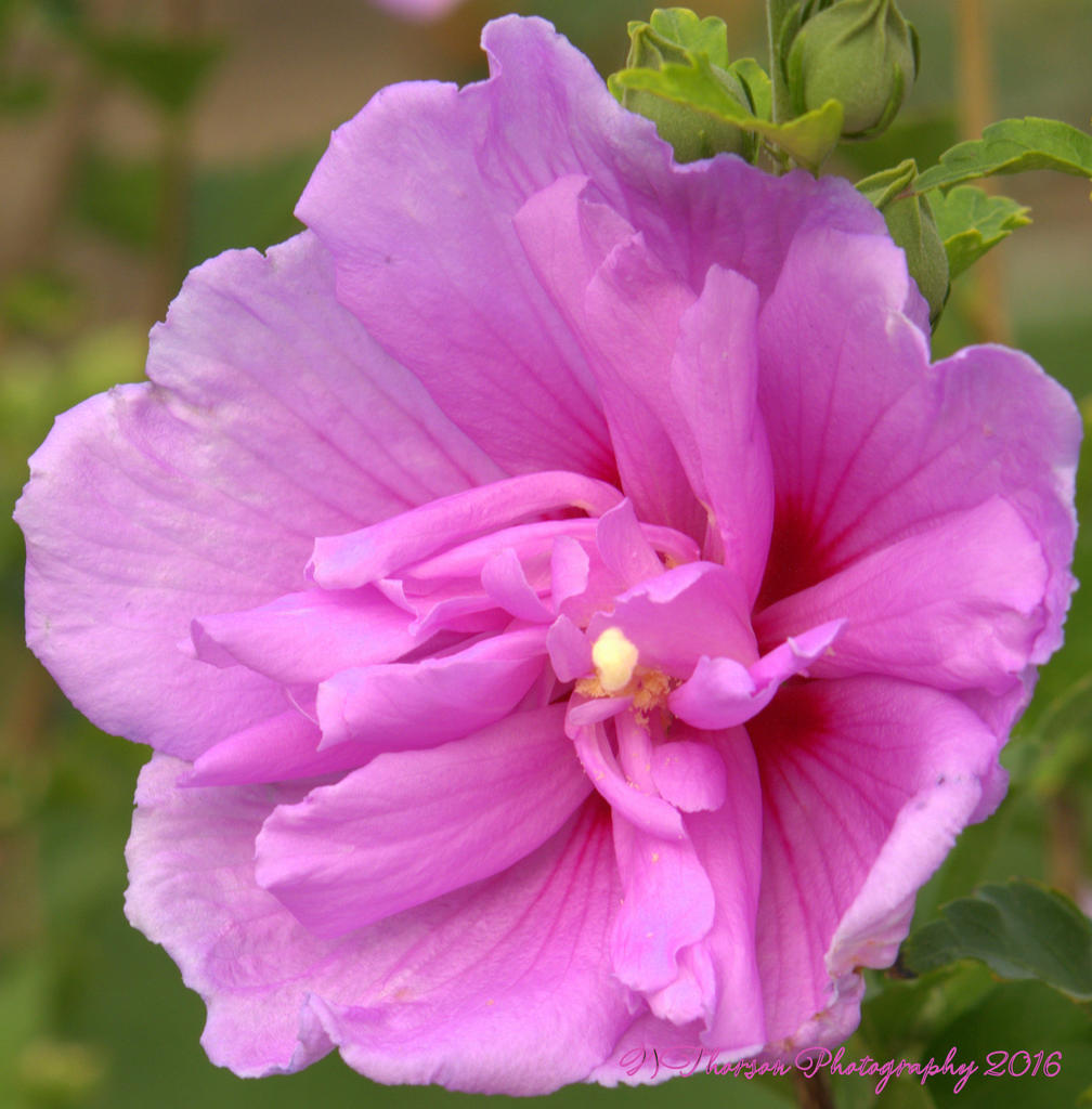 Purple Rose of Sharon #4 8-4-2016.jpg