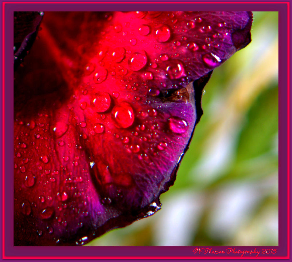 Purple Rose Petal.jpg