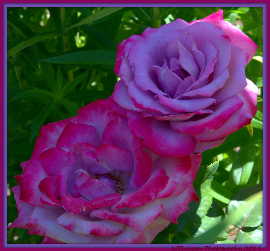 Purple Roses.jpg