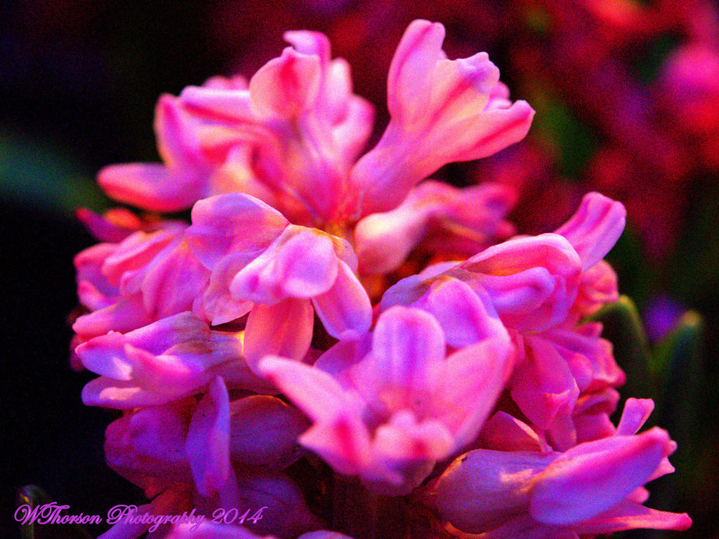 Purple Spring Flowers.jpg
