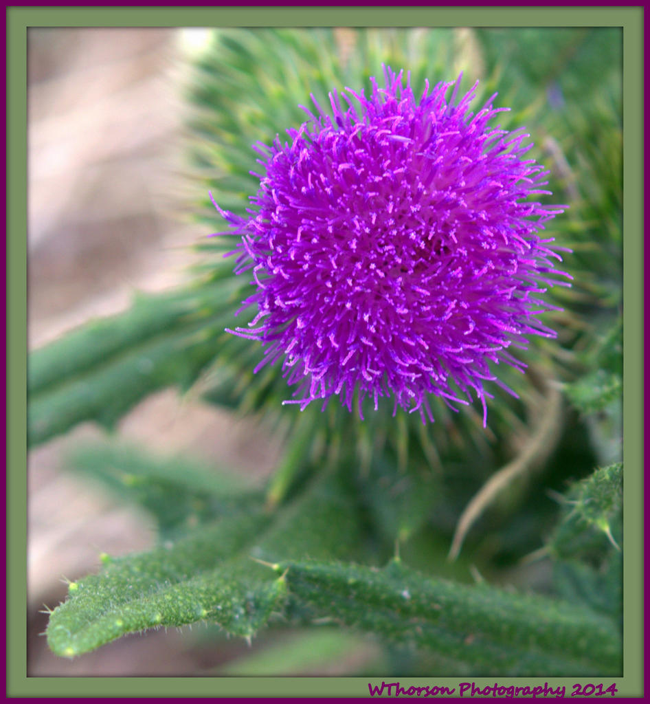 Purple Sticker Weed.jpg