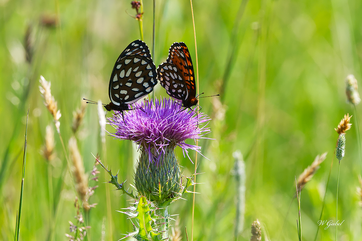 Purple Thistle with guest sm.jpg