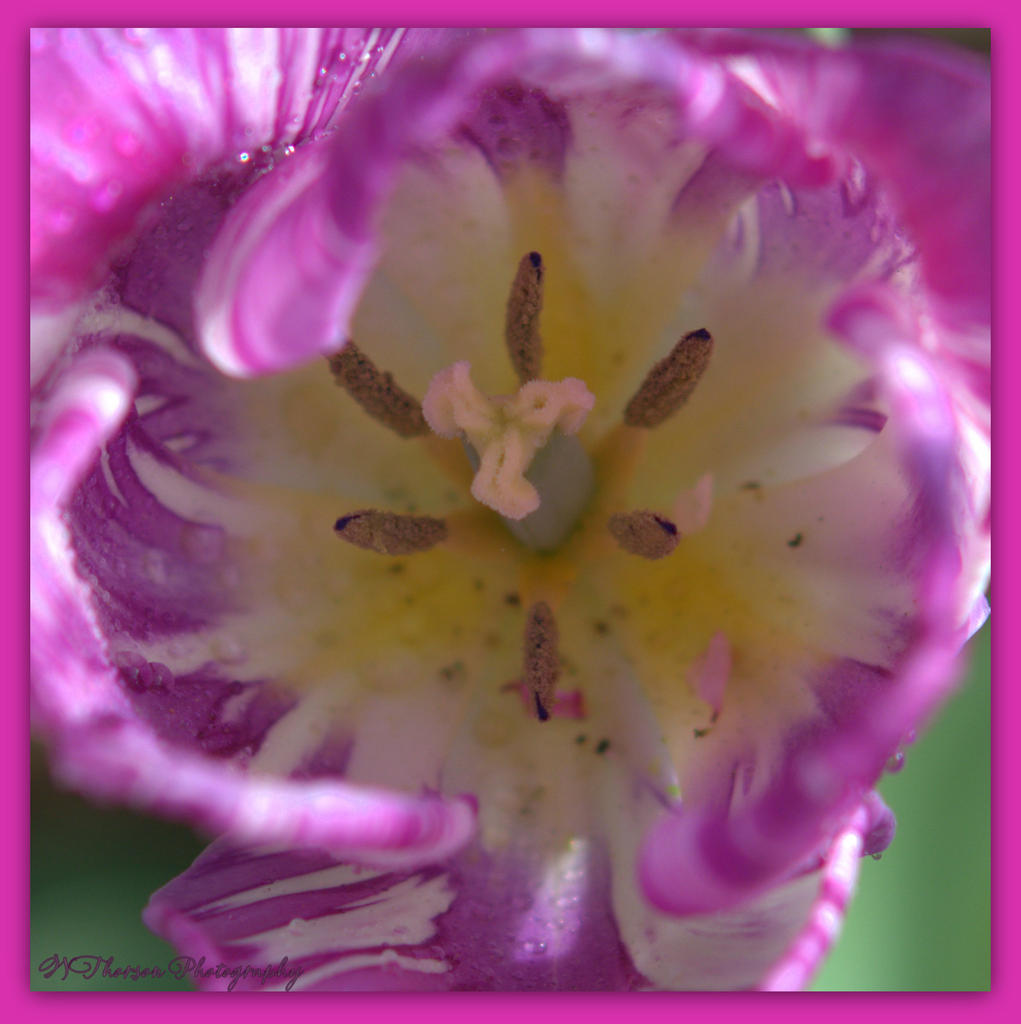 Purple Tulip Inside 4-22-2016.jpg