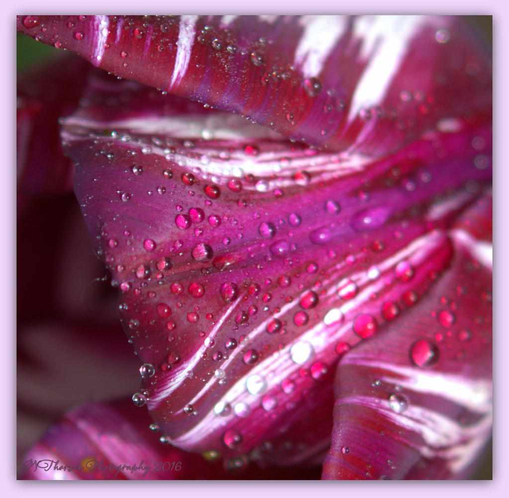 Purple Tulip Petals 4-22-2016.jpg