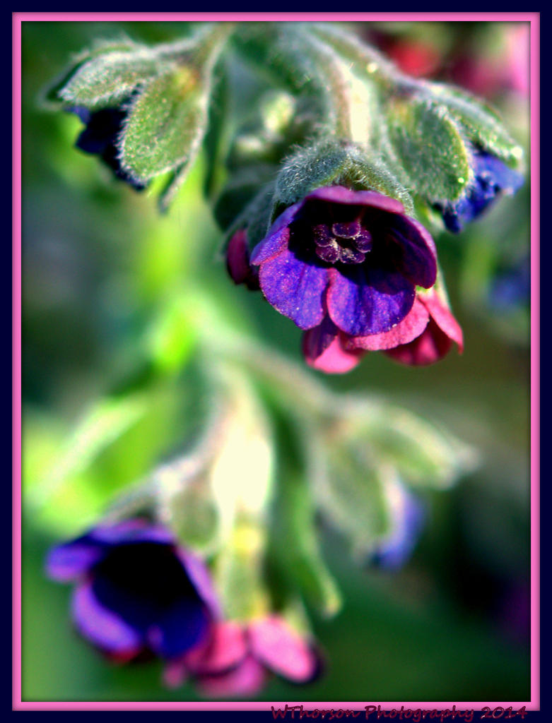 Purple Weed.jpg