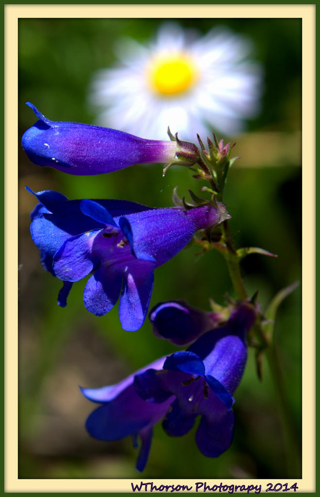 Purple Wildflower at Manti Lake.jpg