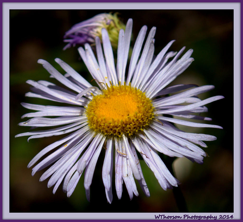 Purple Wildflower in Manti.jpg
