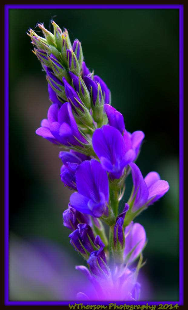 Purple Wildflower.jpg