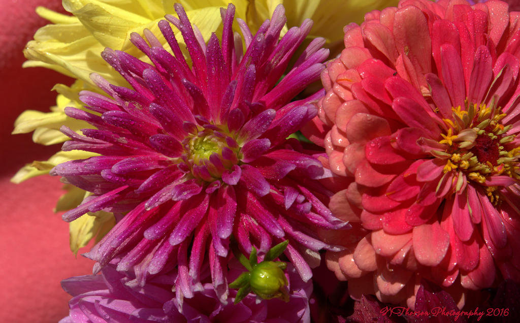 Purple, Yellow, and Coral Zinnias 8-18-2016.jpg