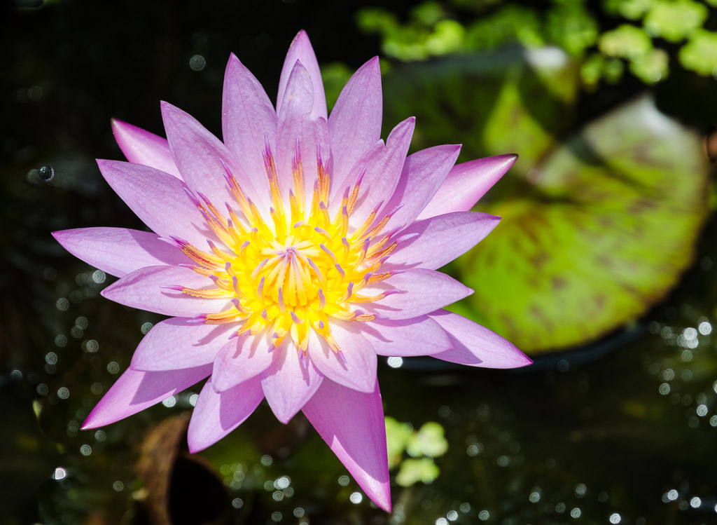 purple-yellow-lotus-2.jpg