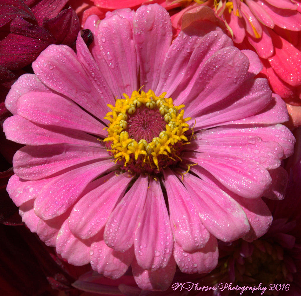 Purple Zinnia 8-18-2016.jpg