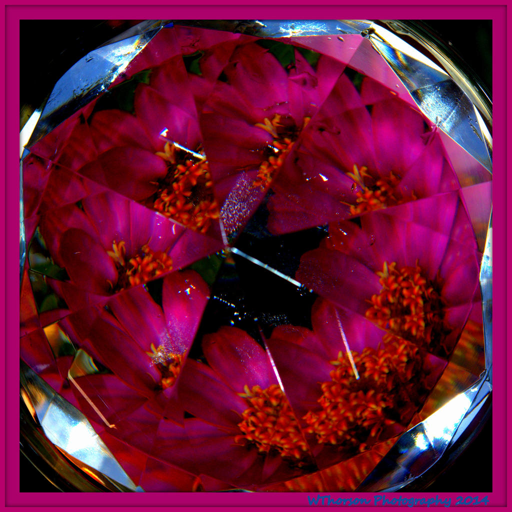 Purple Zinnia Chrystalized.jpg