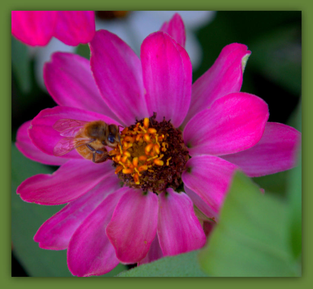 Purple Zinnia with Bee.jpg