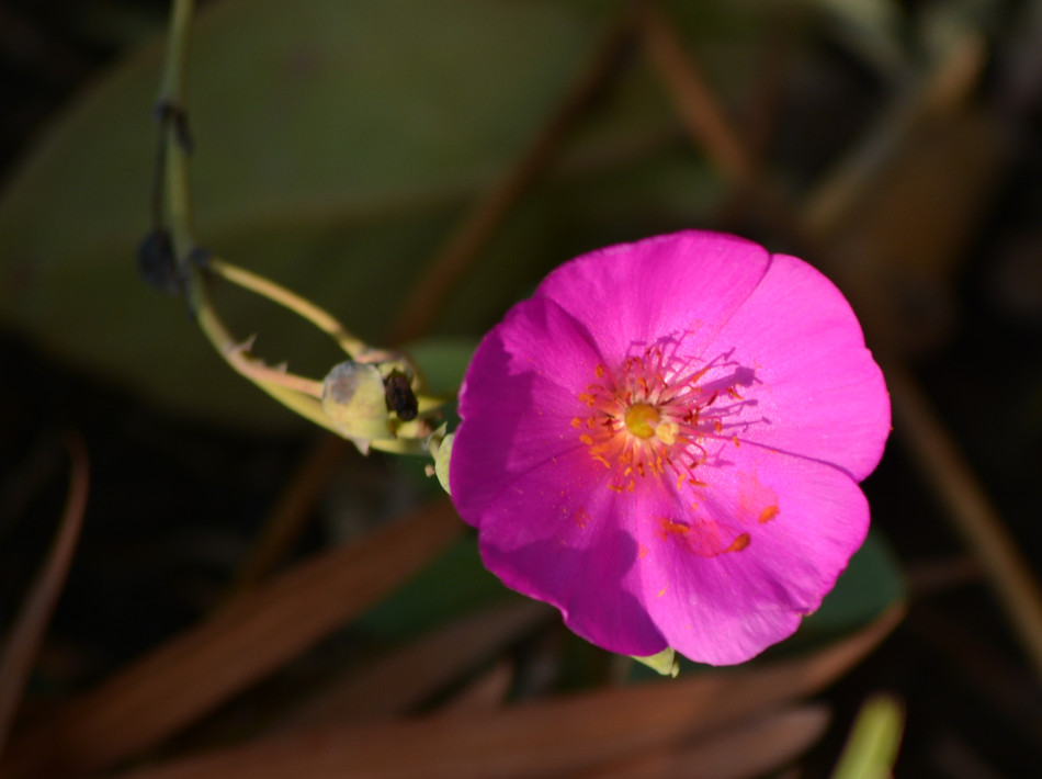 purple_flower2.jpg