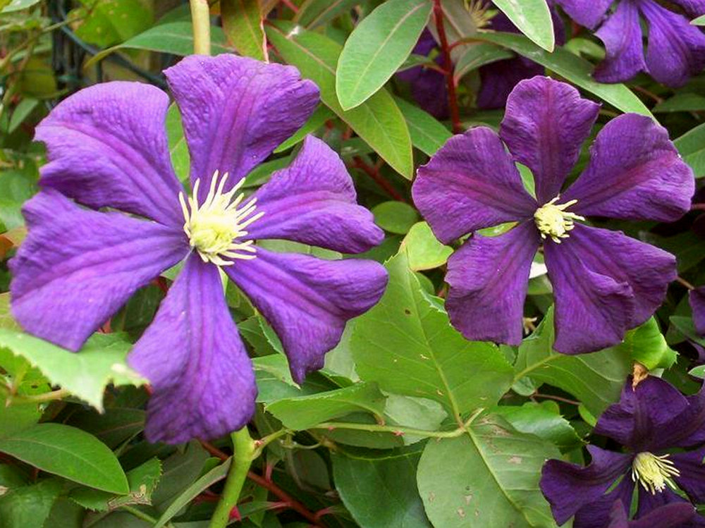 PurpleClematis.jpg