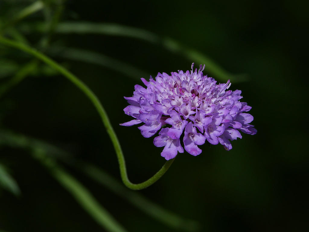PurpleCone2.jpg