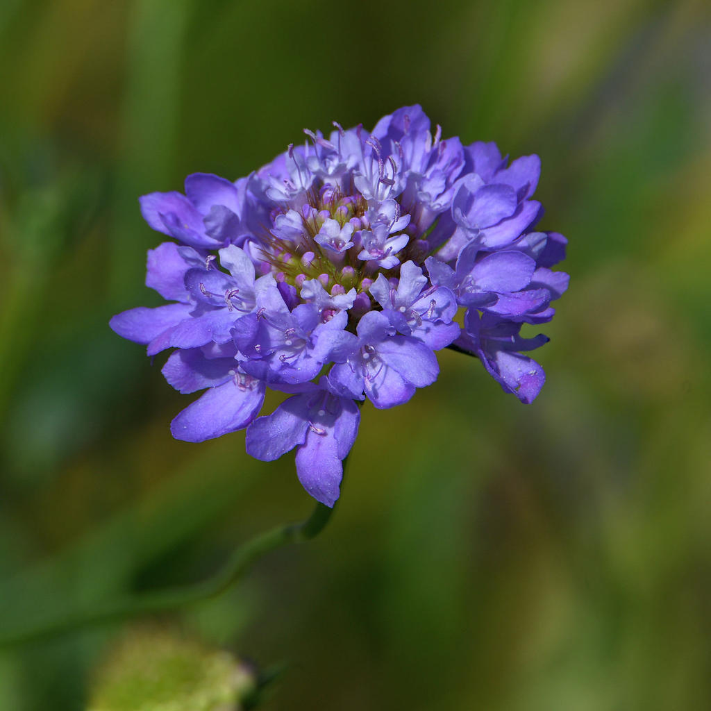 PurpleCone3.jpg