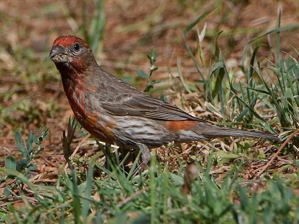 PurpleFinch3.jpg