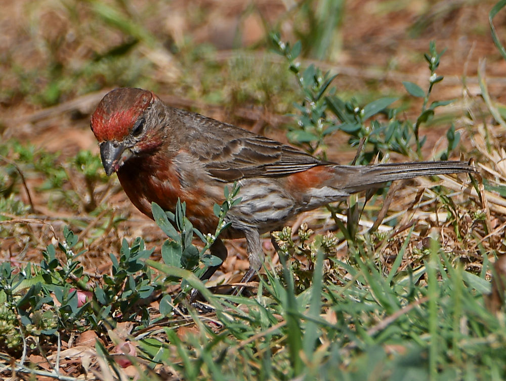 PurpleFinch4.jpg