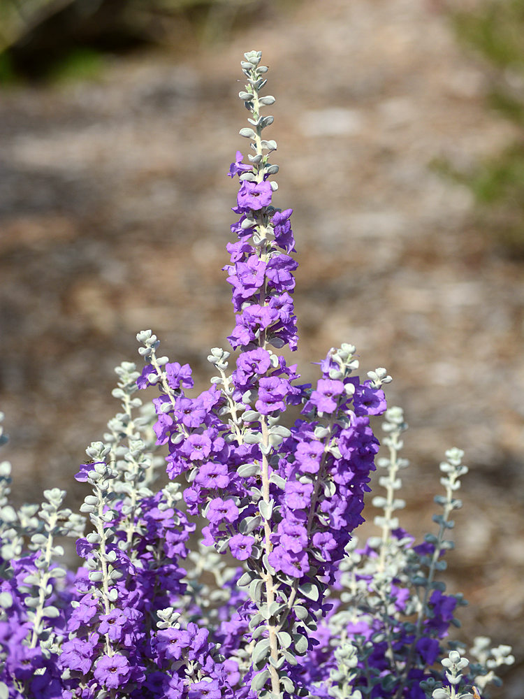 PurpleFlower.jpg