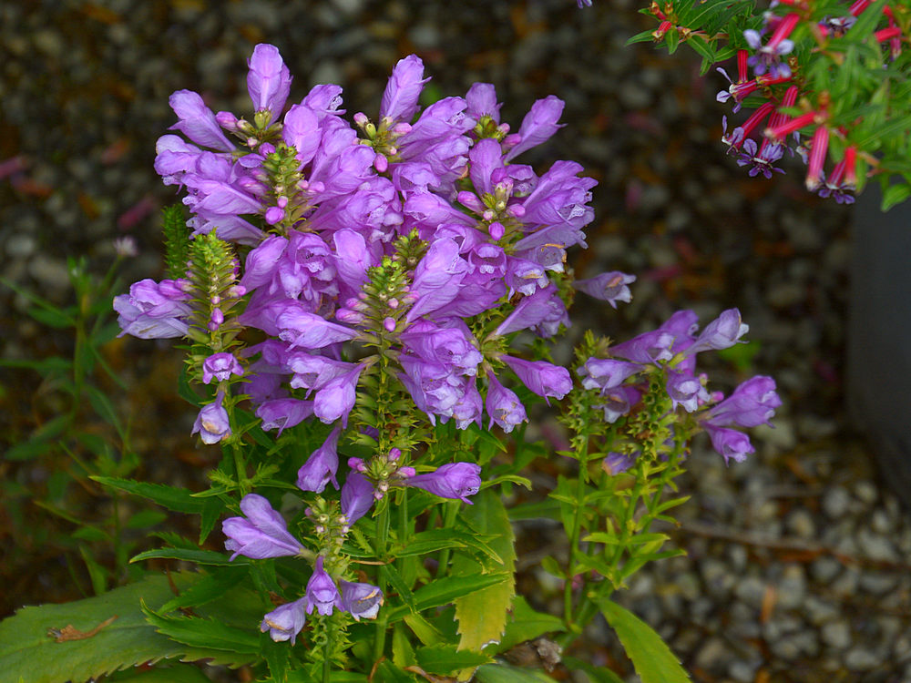 PurpleFlower.jpg