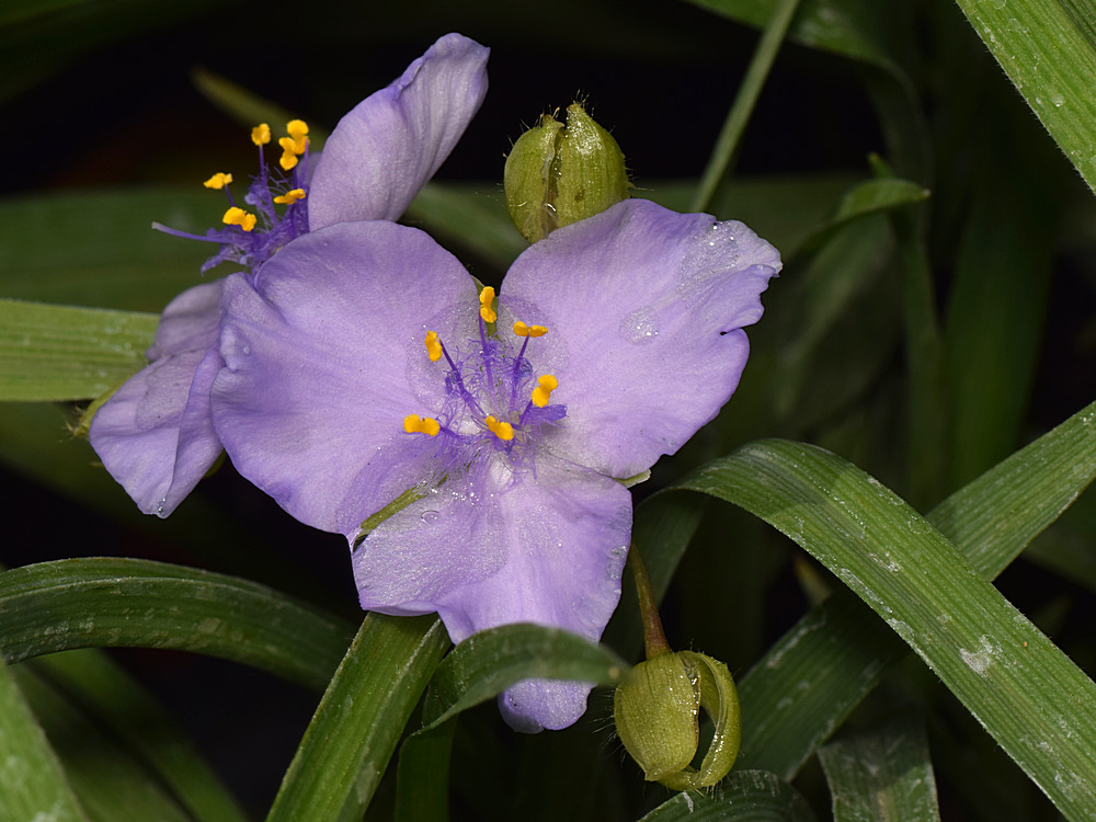 PurpleFlower.jpg