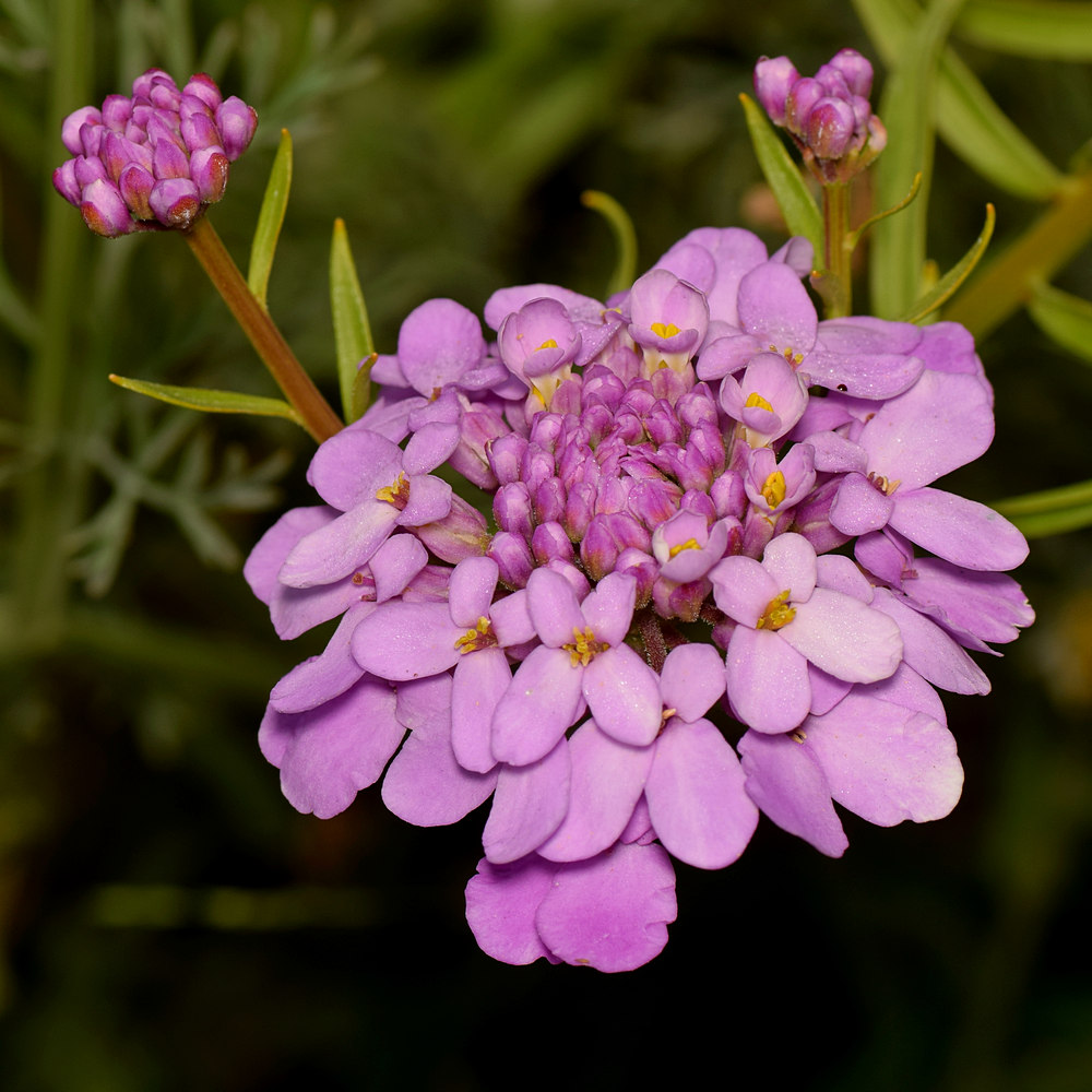 PurpleFlower.jpg