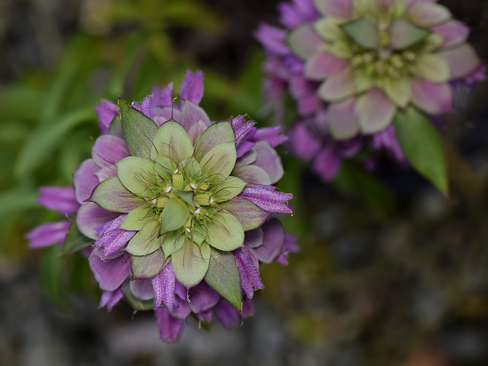 PurpleFlower.jpg