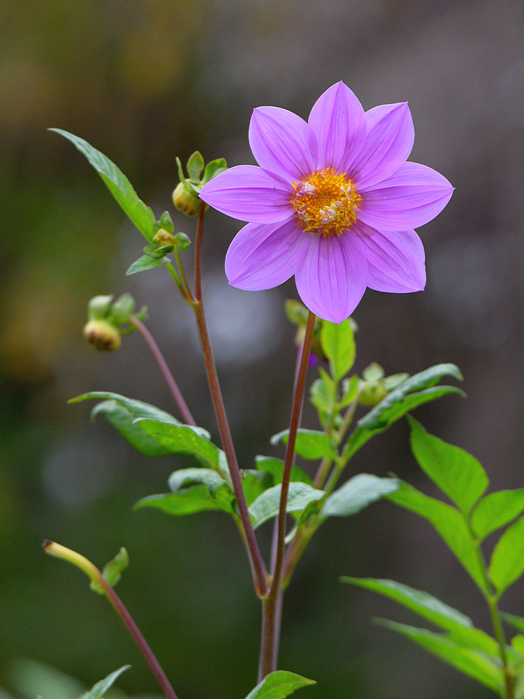 PurpleFlower.jpg