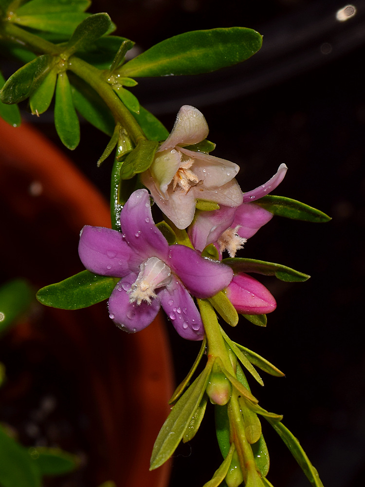 PurpleFlower.jpg