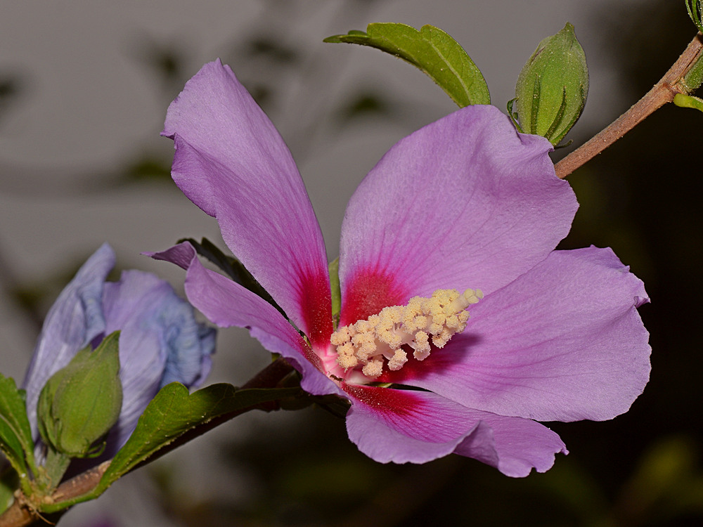 PurpleFlower.jpg