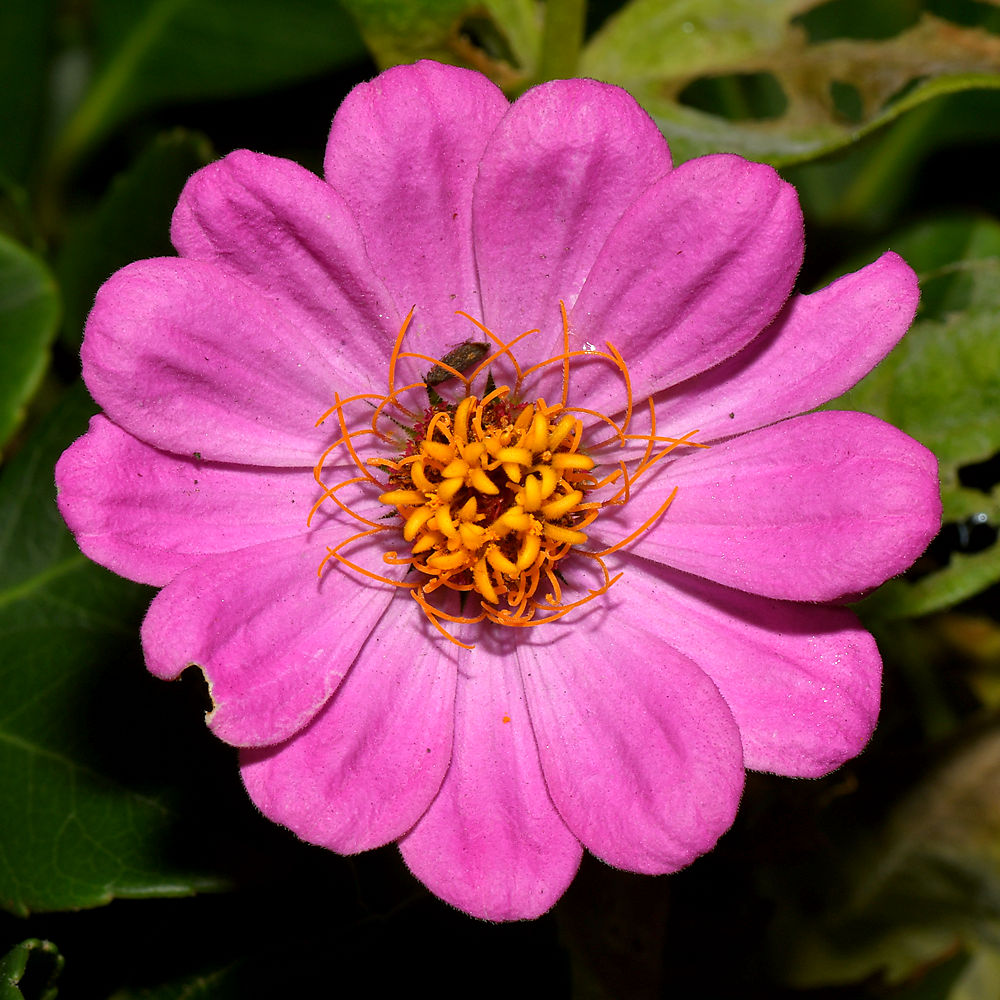 PurpleFlower.jpg