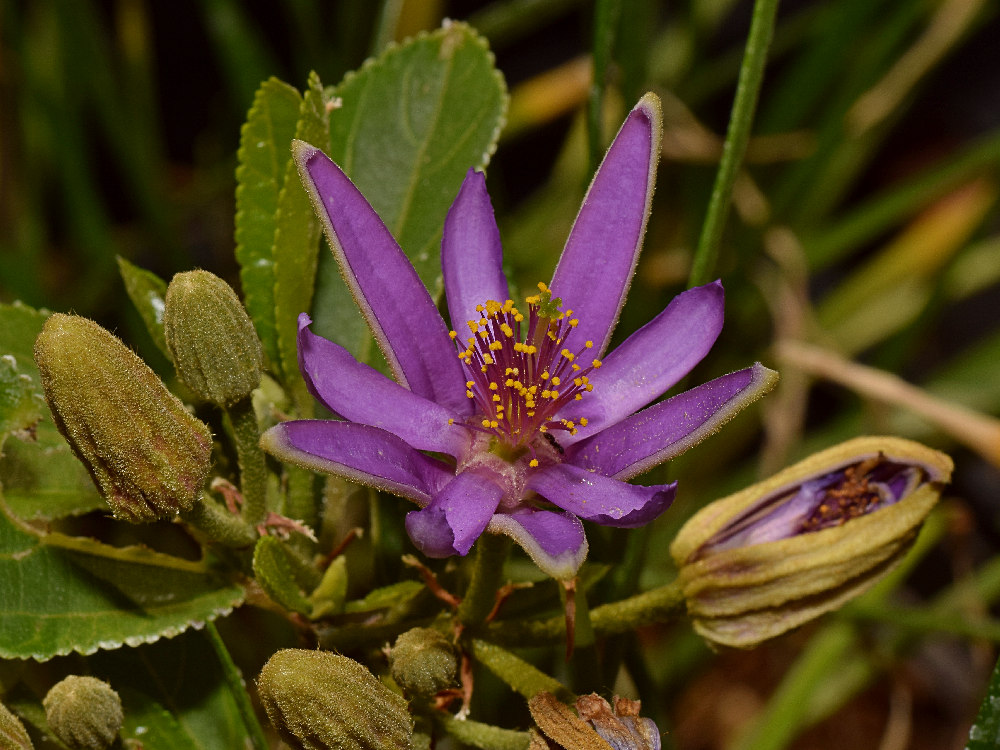 PurpleFlower.jpg