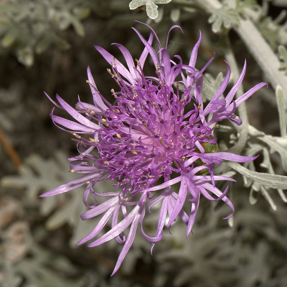 PurpleFlower.jpg