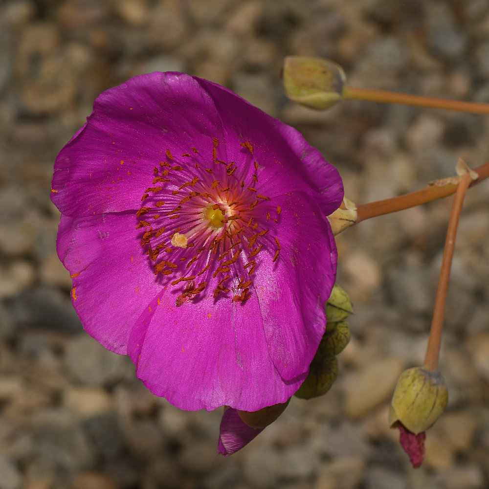PurpleFlower.jpg
