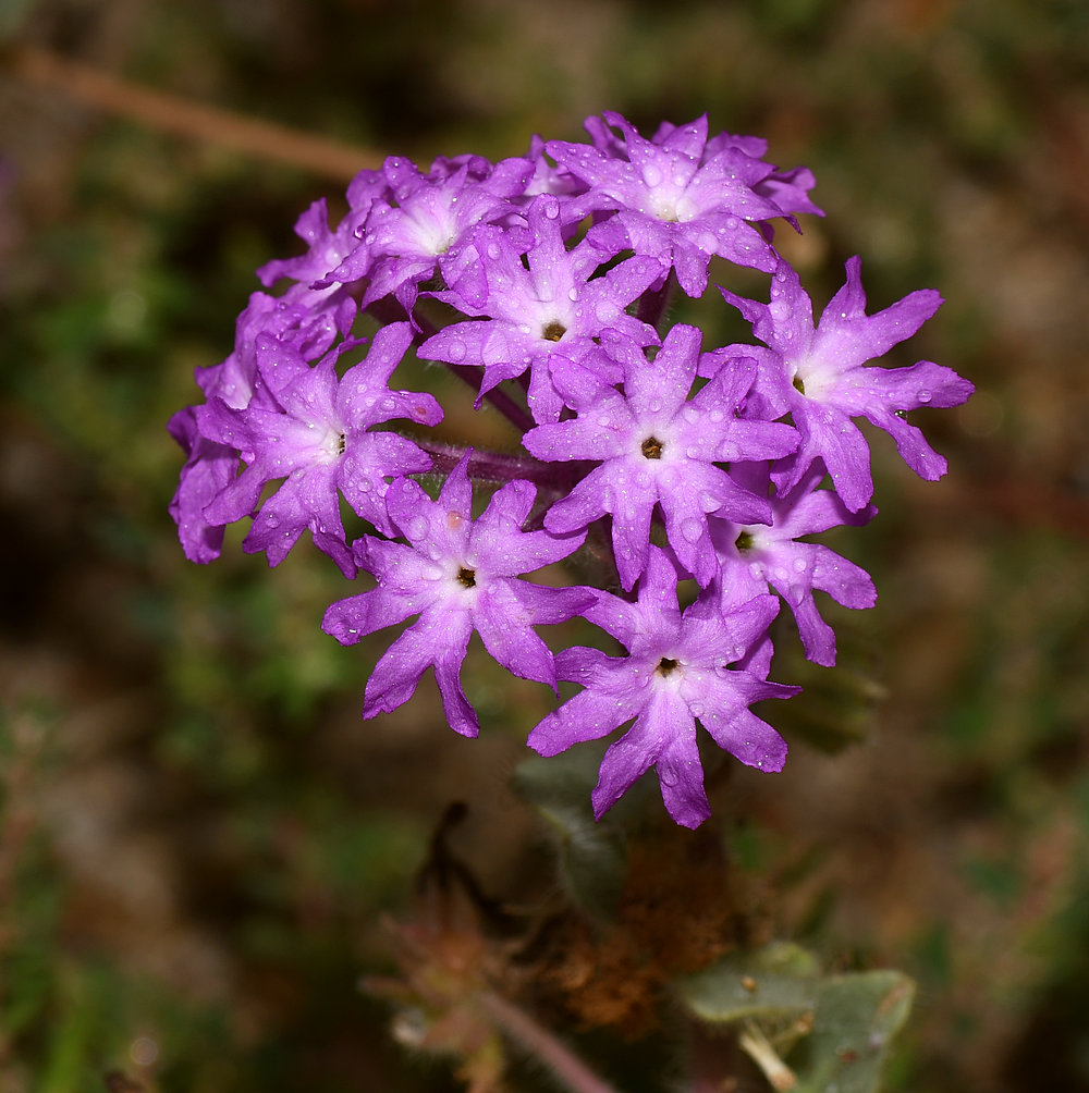 PurpleFlower.jpg