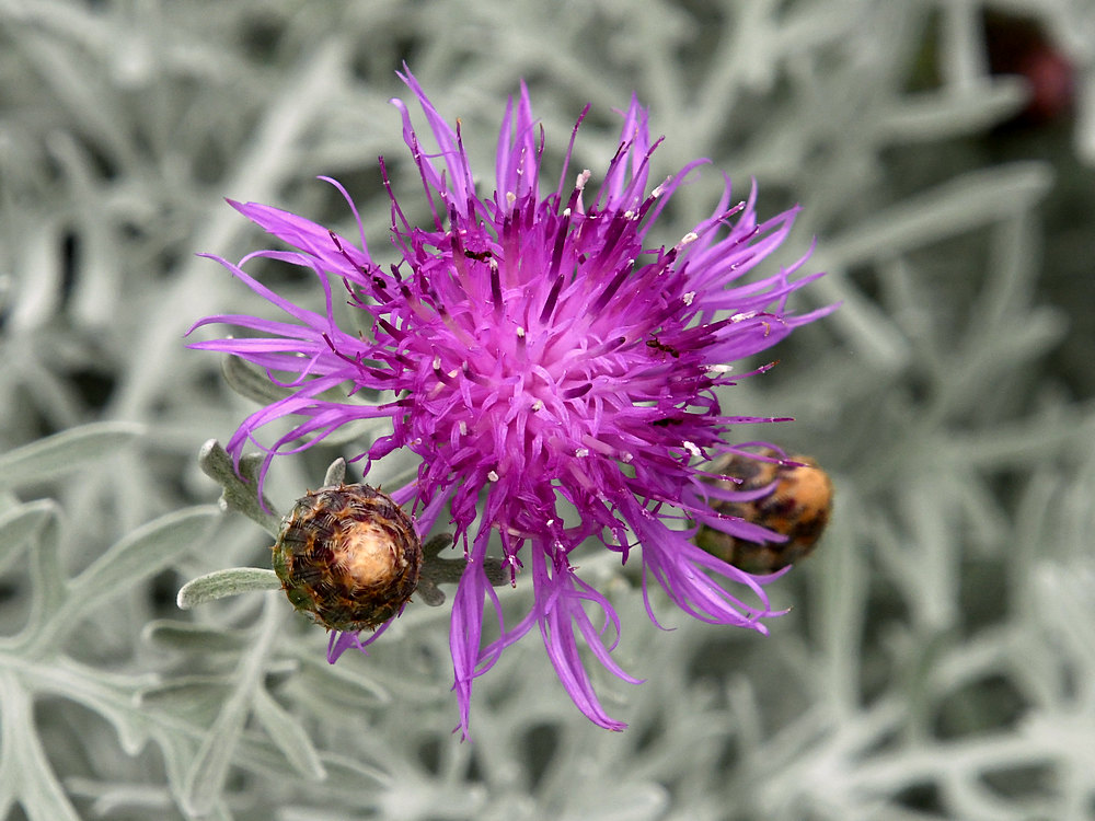 PurpleFlower.jpg