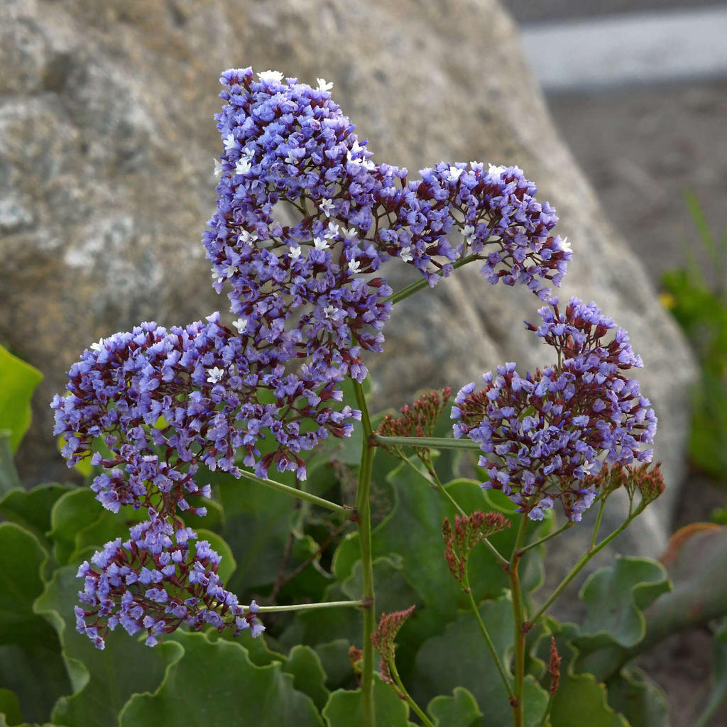 PurpleFlower.jpg