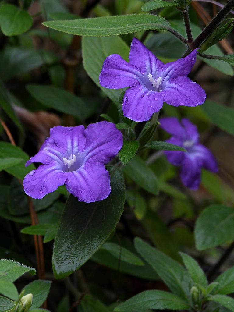 PurpleFlower.jpg