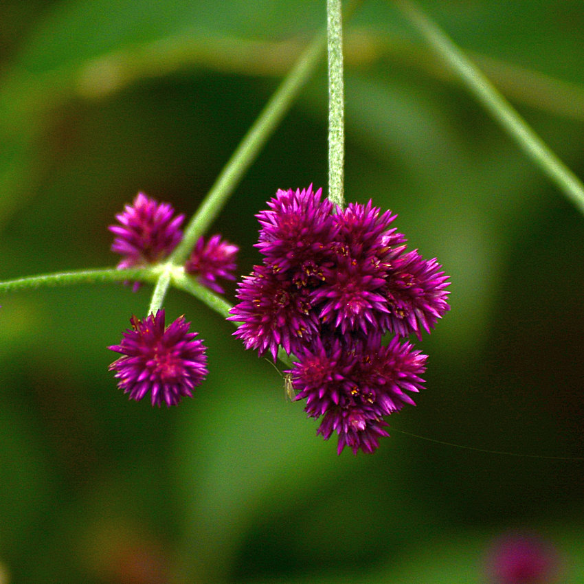 PurpleFlower.jpg