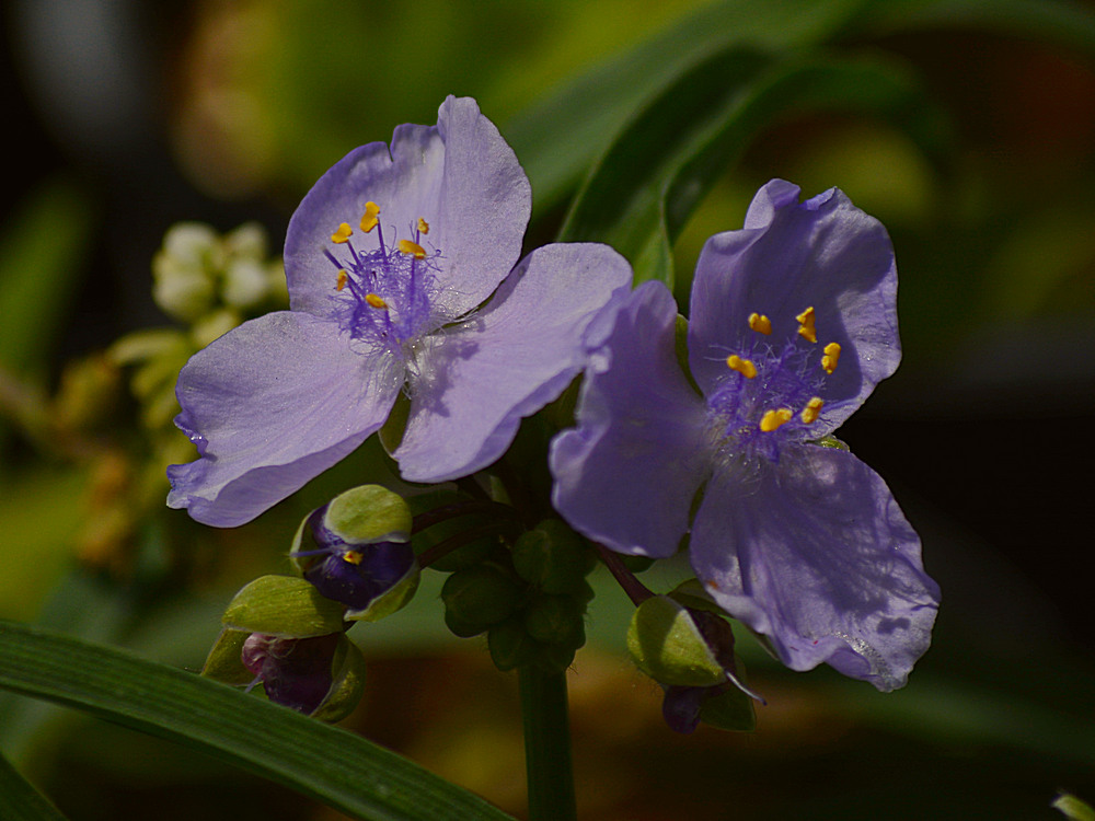 PurpleFlower.jpg