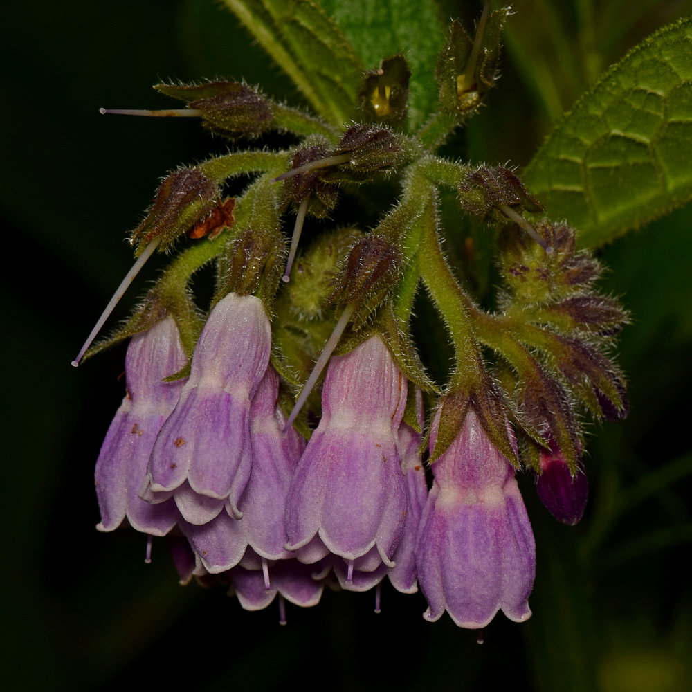 PurpleFlower2.jpg