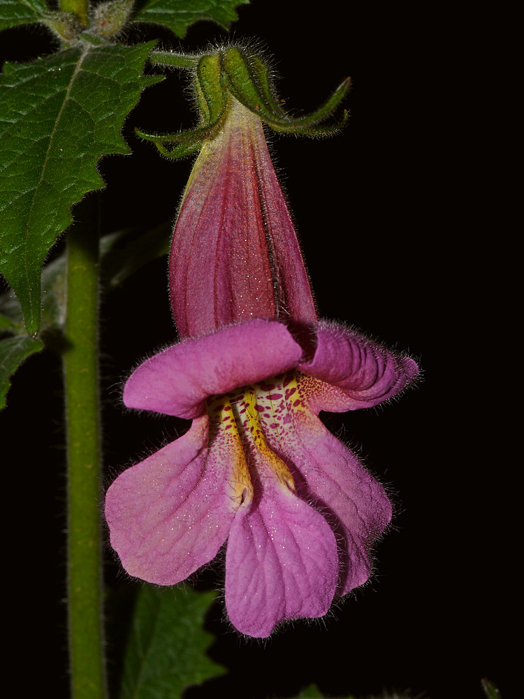 PurpleFlower2.jpg