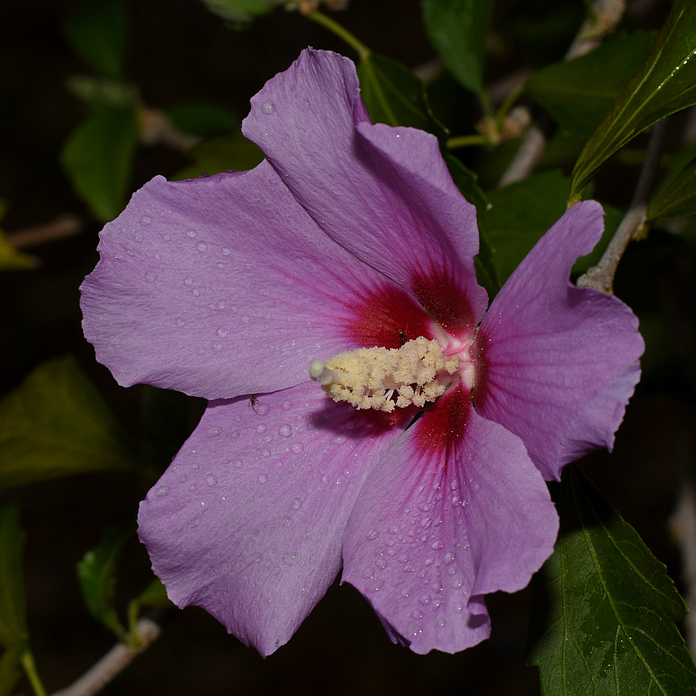 PurpleFlower2.jpg