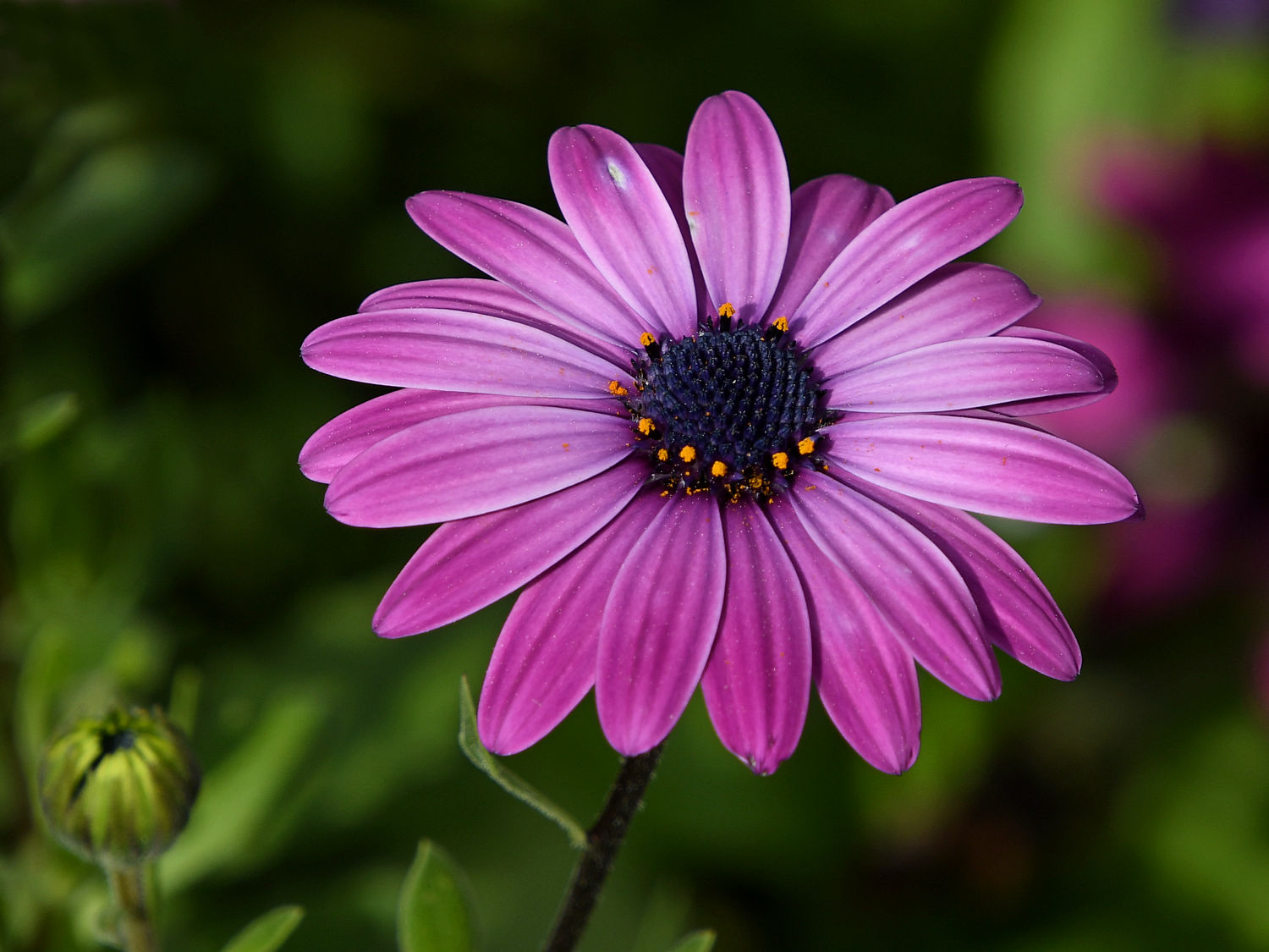 PurpleFlower2.jpg